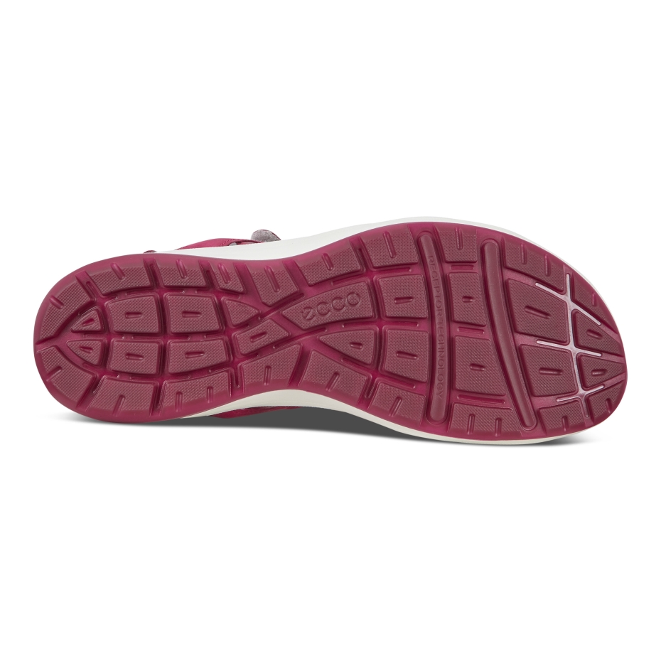 Sangria Ecco Kruīzs Ii Lv